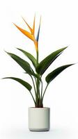 Photo of Bird of Paradise flower in pot isolated on white background. Generative AI