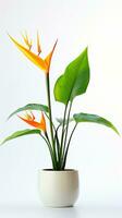 Photo of Bird of Paradise flower in pot isolated on white background. Generative AI