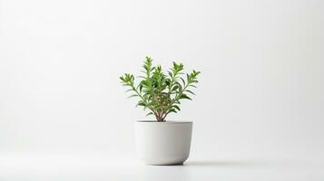 Photo of Bishops Weed flower in pot isolated on white background. Generative AI