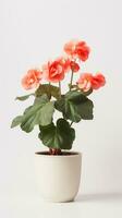 Photo of Begonia flower in pot isolated on white background. Generative AI