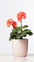 Photo of Begonia flower in pot isolated on white background. Generative AI