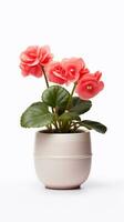 Photo of Begonia flower in pot isolated on white background. Generative AI