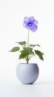 Photo of Balloon flower in pot isolated on white background. Generative AI