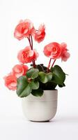 Photo of Begonia flower in pot isolated on white background. Generative AI