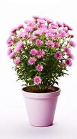 Photo of Aster flower in pot isolated on white background. Generative AI