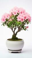 Photo of Azalea flower in pot isolated on white background. Generative AI