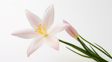 Photo of beautiful Zephyranthes flower isolated on white background. Generative AI