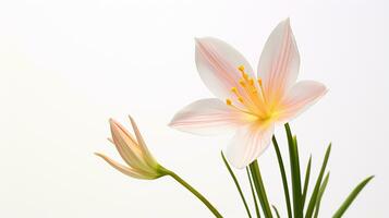 foto de hermosa Zephyranthes flor aislado en blanco antecedentes. generativo ai