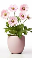 Photo of Anemone flower in pot isolated on white background. Generative AI