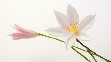 Photo of beautiful Zephyranthes flower isolated on white background. Generative AI