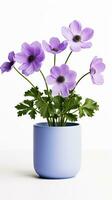 Photo of Anemone flower in pot isolated on white background. Generative AI