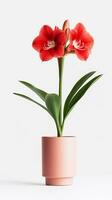 Photo of Amaryllis flower in pot isolated on white background. Generative AI