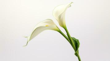 Photo of beautiful Zantedeschia Calla flower isolated on white background. Generative AI