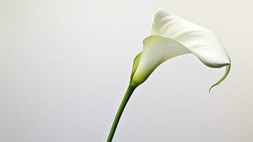 Photo of beautiful Zantedeschia Calla flower isolated on white background. Generative AI