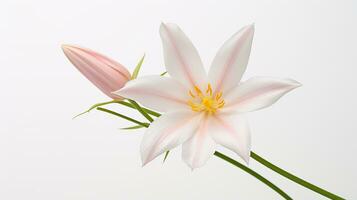 Photo of beautiful Zephyranthes flower isolated on white background. Generative AI