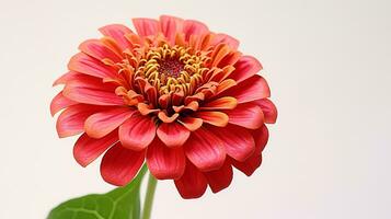 Photo of beautiful Zinnia flower isolated on white background. Generative AI