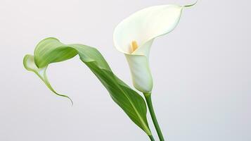 Photo of beautiful Zantedeschia Calla flower isolated on white background. Generative AI