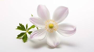 Photo of beautiful Wood Anemone flower isolated on white background. Generative AI