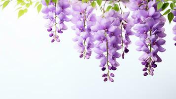 Photo of beautiful Wisteria flower isolated on white background. Generative AI