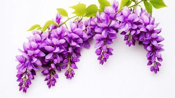 Photo of beautiful Wisteria flower isolated on white background. Generative AI