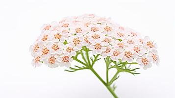 Photo of beautiful Yarrow flower isolated on white background. Generative AI