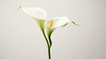 Photo of beautiful Zantedeschia Calla flower isolated on white background. Generative AI