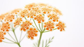 Photo of beautiful Yarrow flower isolated on white background. Generative AI