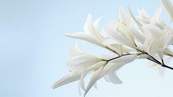 foto de hermosa yuca flor aislado en blanco antecedentes. generativo ai