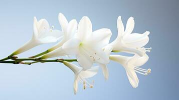 Photo of beautiful Yucca flower isolated on white background. Generative AI