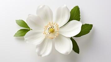 foto de hermosa madera anémona flor aislado en blanco antecedentes. generativo ai