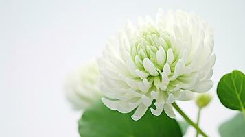 foto de hermosa blanco trébol flor aislado en blanco antecedentes. generativo ai