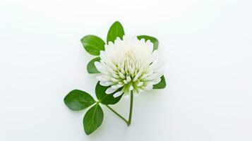 Photo of beautiful White Clover flower isolated on white background. Generative AI