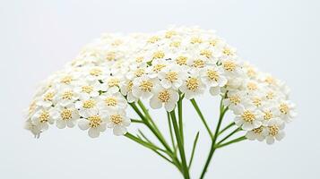 Photo of beautiful Yarrow flower isolated on white background. Generative AI