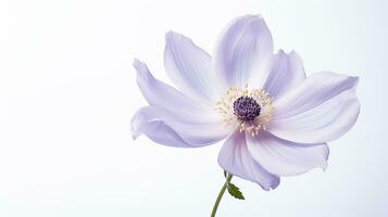 Photo of beautiful Windflower isolated on white background. Generative AI