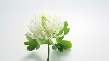 Photo of beautiful White Clover flower isolated on white background. Generative AI