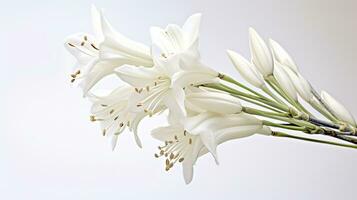 Photo of beautiful Yucca flower isolated on white background. Generative AI