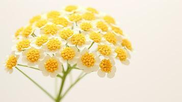 Photo of beautiful Yarrow flower isolated on white background. Generative AI