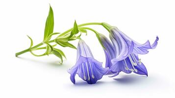 Photo of beautiful Virginia Bluebell flower isolated on white background. Generative AI