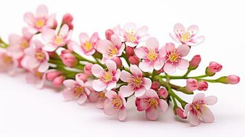 Photo of beautiful Waxflower flower isolated on white background. Generative AI