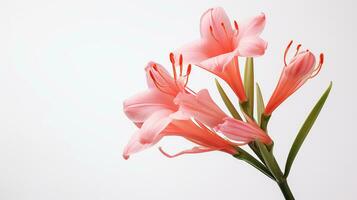 Photo of beautiful Watsonia flower isolated on white background. Generative AI