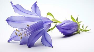 Photo of beautiful Virginia Bluebell flower isolated on white background. Generative AI