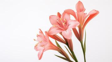 Photo of beautiful Watsonia flower isolated on white background. Generative AI