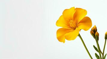 Photo of beautiful Wallflower flower isolated on white background. Generative AI