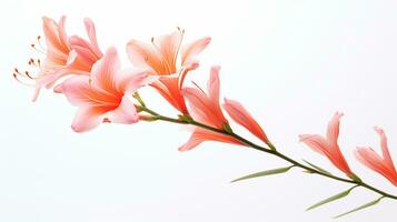 Photo of beautiful Watsonia flower isolated on white background. Generative AI