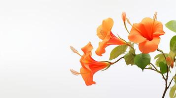 Photo of beautiful Trumpet Vine flower isolated on white background. Generative AI