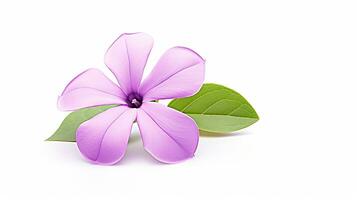 Photo of beautiful Vinca flower isolated on white background. Generative AI