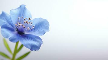 Photo of beautiful Tweedia flower isolated on white background. Generative AI