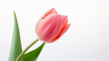 Photo of beautiful Tulip flower isolated on white background. Generative AI