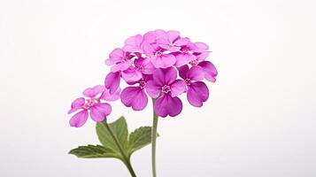 Photo of beautiful Verbena flower isolated on white background. Generative AI