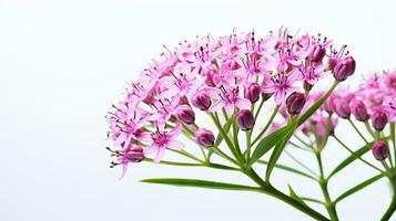Photo of beautiful Valerian flower isolated on white background. Generative AI